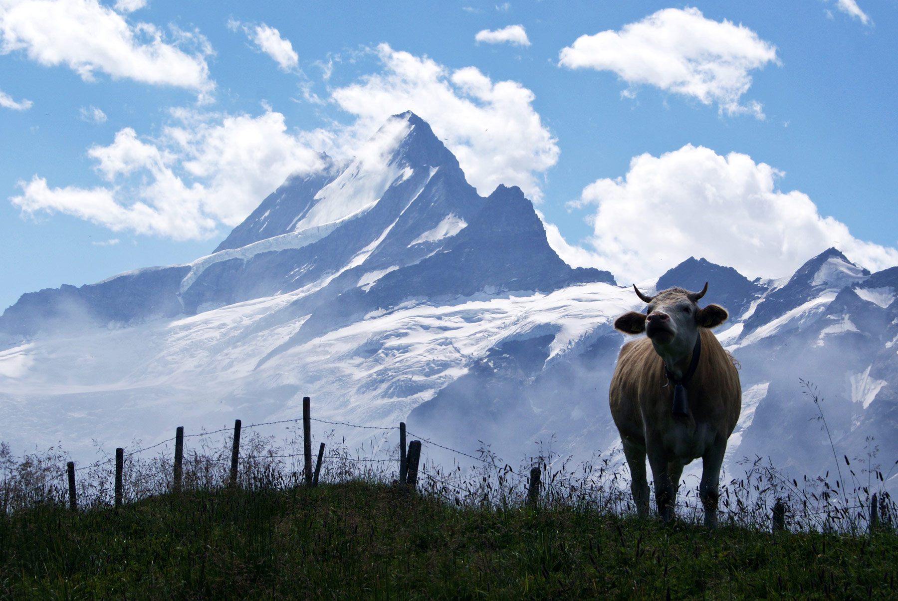 photo Oberland Suisse Grindelwald Jungfrau Eiger Alpes vache paysages