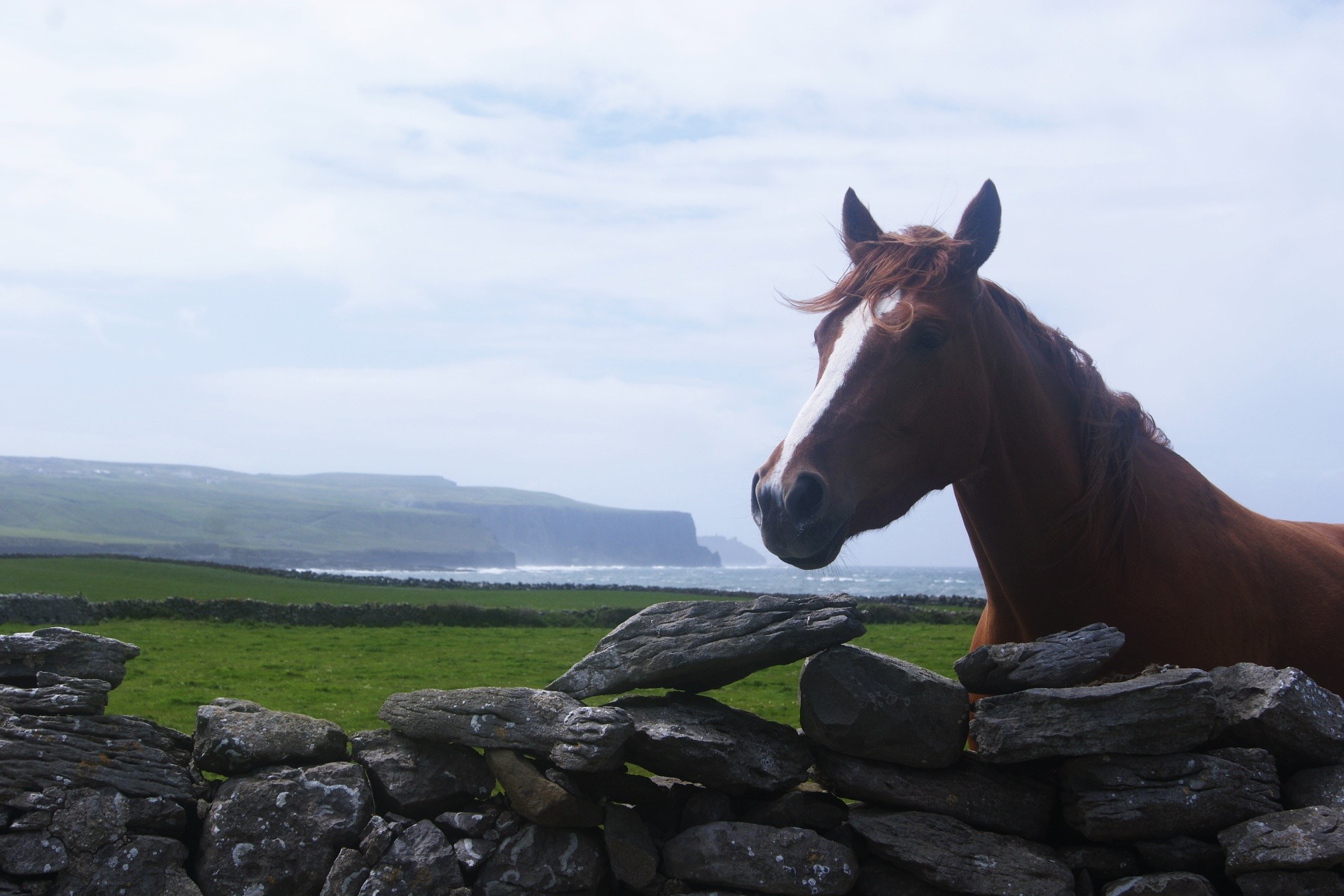photo Irlande Wild Atlantic Way paysage cheval